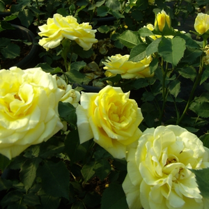 Среднеинтенсивно-желтая - Роза флорибунда 